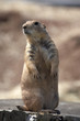 black tailed prairie marmot