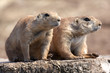 black tailed prairie marmot