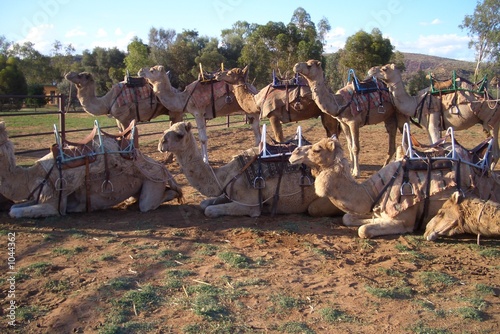 Photo: camel train camel train