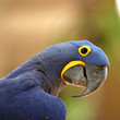 parrot