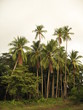 cocos mucifera