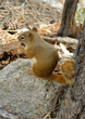 red squirrel