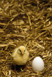 one day old chick with egg