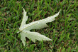 wet leaf