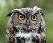 who gives a hoot