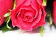 one simple rose