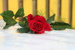 the flower of love