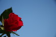 red rose before a blue sky