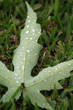 wet leaf