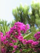 algarve 44