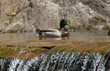 wood duck