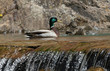 wood duck