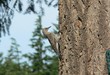 northern flicker