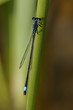 closeup of a dragonfly