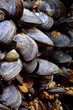 moules de roches close up
