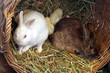 two bunny