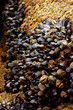 moules de roches