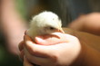 chick