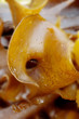 algues ocre corolle