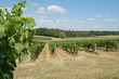 rang de vignes