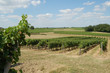 rang de vignes