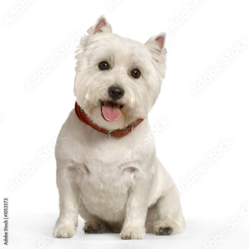 west highland terrier