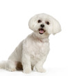 bichon maltais