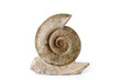 ammonite