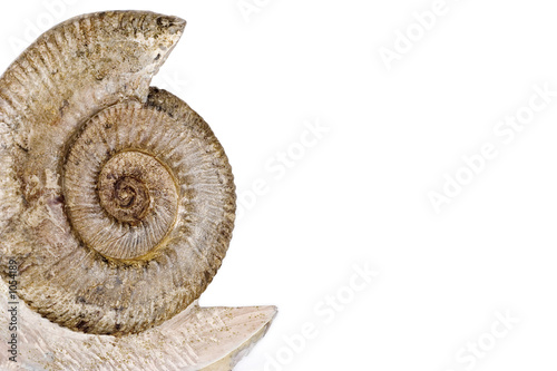 Photo: ammonite ammonite