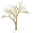 golden tree