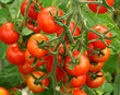 ripening tomatoes