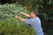 the gardener