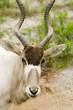 addax - addax nasomaculatus addax - addax nasomaculatus