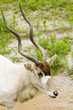addax - addax nasomaculatus addax - addax nasomaculatus