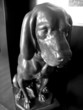 chien bronze
