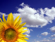 tournesol