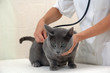 young woman veterinary surgeon