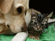 furry friends