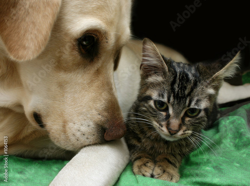 Photo: furry friends furry friends