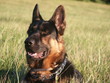 german shepard german shepard