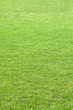 green soccer grass