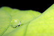 waterdrop on a leaf
