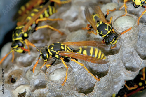 wasp nest wasp nest