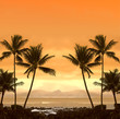 Foto: palm beach palm beach