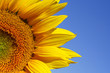tournesol 4