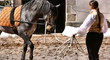 la maîtresse dresse le cheval