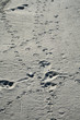 traces de bipèdes