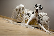 gentil le chienchien gentil le chienchien