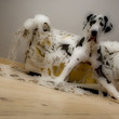 gentil le chienchien gentil le chienchien