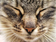 tabby cat
